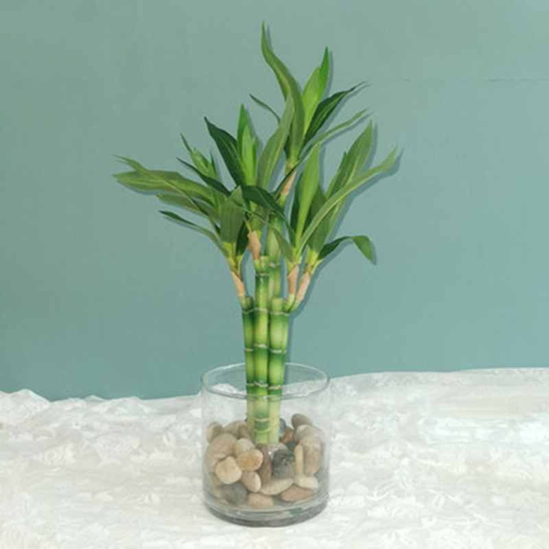 New 40cm rFtificial Lucky Bamb - Aquarium Marine Plants avis et prix
