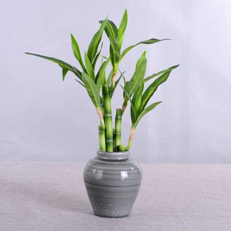 New 40cm rFtificial Lucky Bamb - Aquarium Marine Plants avis et prix