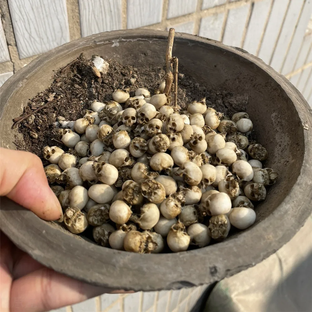Mini Skull High Quality Miniat - Aquarium Marine Plants avis et prix